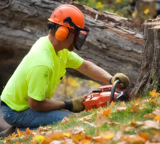 tree services Pippa Passes